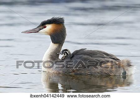 Stock Photo - Great crested grebe (Podiceps cristatus) with chicks, Emsland, Lower Saxony, Germany, Europe. Fotosearch