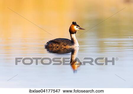Stock Photo - Great Crested Grebe (Podiceps cristatus) in the water in the morning light, Canton of Vaud, Switzerland, Europe. Fotosearch