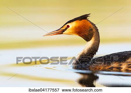 Great Crested Grebe (Podiceps cristatus) in the water, Canton of Vaud, Switzerland, Europe View Large Photo Image Stock Photo - Great Crested Grebe (Podiceps cristatus) in the water, Canton of Vaud, Switzerland, Europe. Fotosearch