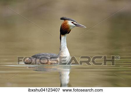 Great Crested Grebe (Podiceps cristatus), Lake Lucerne, Canton of Lucerne, Switzerland, Europe View Large Photo Image Stock Photo - Great Crested Grebe (Podiceps cristatus), Lake Lucerne, Canton of Lucerne, Switzerland, Europe. Fotosearch