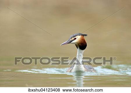 Great Crested Grebe (Podiceps cristatus), Lake Lucerne, Canton of Lucerne, Switzerland, Europe View Large Photo Image Stock Photo - Great Crested Grebe (Podiceps cristatus), Lake Lucerne, Canton of Lucerne, Switzerland, Europe. Fotosearch