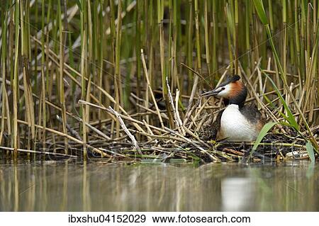 Great Crested Grebe (Podiceps cristatus) sitting on nest, Lake Lucerne, Canton of Lucerne, Switzerland, Europe View Large Photo Image Stock Photo - Great Crested Grebe (Podiceps cristatus) sitting on nest, Lake Lucerne, Canton of Lucerne, Switzerland, Europe. Fotosearch