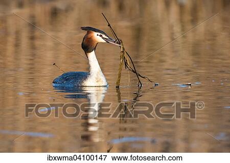 Great Crested Grebe (Podiceps cristatus) transporting nesting material in its beak, Hesse, Germany, Europe View Large Photo Image Stock Photo - Great Crested Grebe (Podiceps cristatus) transporting nesting material in its beak, Hesse, Germany, Europe. Fotosearch
