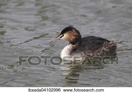 Great Crested Grebe (Podiceps cristatus) swimming in the water, Lauwersmeer National Park, Holland, The Netherlands, Europe View Large Photo Image Stock Photograph - Great Crested Grebe (Podiceps cristatus) swimming in the water, Lauwersmeer National Park, Holland, The Netherlands, Europe. Fotosearch