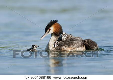 Stock Photograph - Great Crested Grebe (Podiceps cristatus), adult and chicks, Thuringia, Germany, Europe. Fotosearch