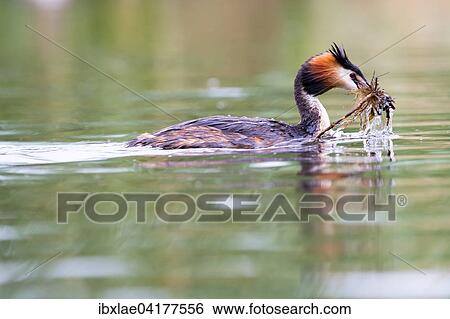 Great Crested Grebe (Podiceps cristatus) with nesting material in the water, Canton of Vaud, Switzerland, Europe View Large Photo Image Stock Photograph - Great Crested Grebe (Podiceps cristatus) with nesting material in the water, Canton of Vaud, Switzerland, Europe. Fotosearch