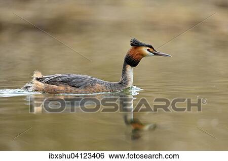 Great Crested Grebe (Podiceps cristatus), Lake Lucerne, Canton of Lucerne, Switzerland, Europe View Large Photo Image Stock Photograph - Great Crested Grebe (Podiceps cristatus), Lake Lucerne, Canton of Lucerne, Switzerland, Europe. Fotosearch