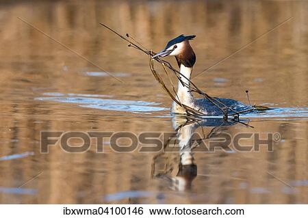 Stock Photograph - Great Crested Grebe (Podiceps cristatus) transporting nesting material in its beak, Hesse, Germany, Europe. Fotosearch
