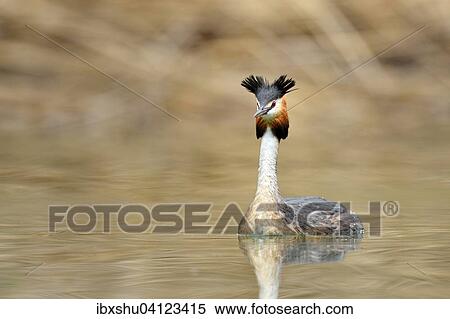 Stock Photography - Great Crested Grebe (Podiceps cristatus), Lake Lucerne, Canton of Lucerne, Switzerland, Europe. Fotosearch