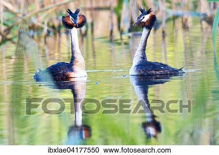 Stock Image - Great Crested Grebes (Podiceps cristatus) doing a mating dance, Canton of Vaud, Switzerland, Europe. Fotosearch