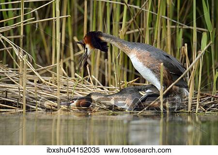 Great Crested Grebes (Podiceps cristatus), pair mating, Lake Lucerne, Canton of Lucerne, Switzerland, Europe View Large Photo Image Stock Photography - Great Crested Grebes (Podiceps cristatus), pair mating, Lake Lucerne, Canton of Lucerne, Switzerland, Europe. Fotosearch