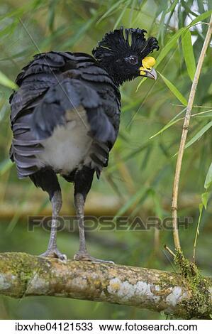 Stock Image - Great curassow (Crax rubra) on a branch in the rainforest, Tortuguero National Park, Costa Rica, North America. Fotosearch