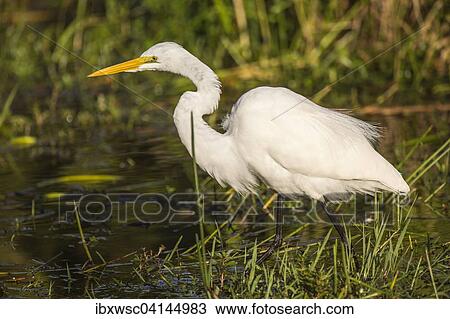 Great Egret (Casmerodius albus, Egretta alba) wading in water, Everglades National Park, Anhinga Trail, Florida, USA View Large Photo Image Stock Image - Great Egret (Casmerodius albus, Egretta alba) wading in water, Everglades National Park, Anhinga Trail, Florida, USA. Fotosearch