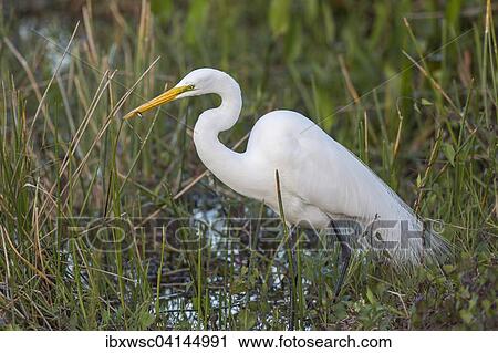 Stock Image - Great Egret (Casmerodius albus, Egretta alba) wading in water, Everglades National Park, Anhinga Trail, Florida, USA. Fotosearch