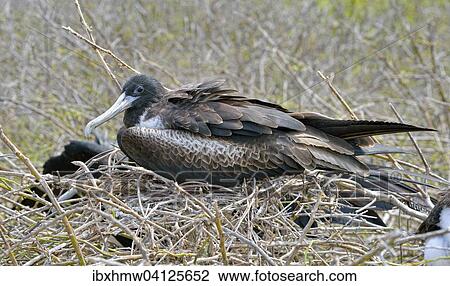 Great frigatebird (Fregata minor), brooding female, North Seymour Island, Galapagos Province, Galapagos, Ecuador, South America View Large Photo Image Stock Image - Great frigatebird (Fregata minor), brooding female, North Seymour Island, Galapagos Province, Galapagos, Ecuador, South America. Fotosearch