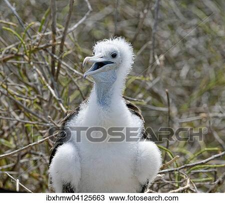 Stock Image - Great frigatebird (Fregata minor), chick, North Seymour Island, Galapagos Province, Galapagos, Ecuador, South America. Fotosearch