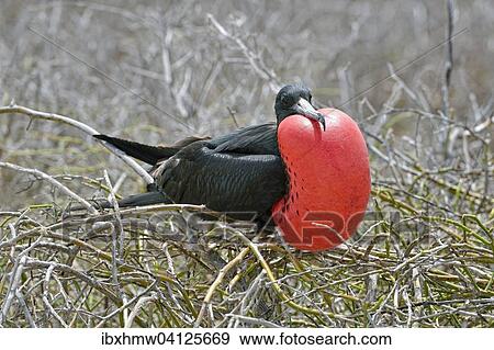 Great frigatebird (Fregata minor), courting male with inflated throat pouch, North Seymour Island, Galapagos Province, Galapagos, Ecuador, South America View Large Photo Image Stock Photo - Great frigatebird (Fregata minor), courting male with inflated throat pouch, North Seymour Island, Galapagos Province, Galapagos, Ecuador, South America. Fotosearch