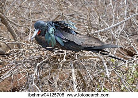 Stock Photo - Great frigatebird (Fregata minor), brooding male, North Seymour Island, Galapagos Province, Galapagos, Ecuador, South America. Fotosearch