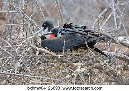 Great frigatebirds (Fregata minor), pair at nest, North Seymour Island, Galapagos Province, Galapagos, Ecuador, South America View Large Photo Image Stock Image - Great frigatebirds (Fregata minor), pair at nest, North Seymour Island, Galapagos Province, Galapagos, Ecuador, South America. Fotosearch