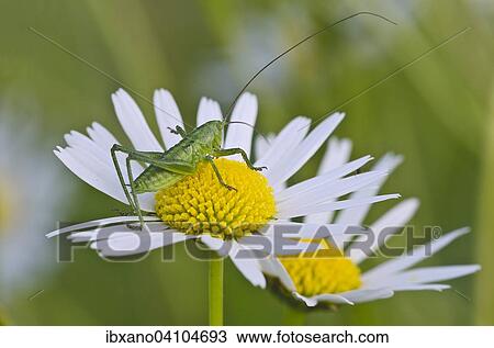 Stock Image - Great Green Bush-Cricket (Tettigonia viridissima), juvenile, Burgenland, Austria, Europe. Fotosearch