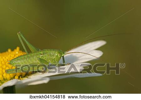 Great Green Bush-Cricket (Tettigonia viridissima), larva, Hesse, Germany, Europe View Large Photo Image Stock Photo - Great Green Bush-Cricket (Tettigonia viridissima), larva, Hesse, Germany, Europe. Fotosearch