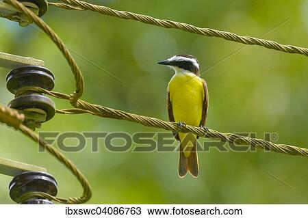 Great Kiskadee (Pitangus sulphuratus) perched on a power line, Puntarenas Province, Costa Rica, North America View Large Photo Image Stock Image - Great Kiskadee (Pitangus sulphuratus) perched on a power line, Puntarenas Province, Costa Rica, North America. Fotosearch