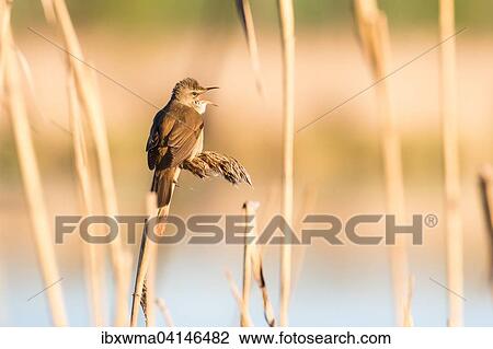 Great reed warbler (Acrocephalus arundinaceus) in reeds, Masuria, Poland, Europe View Large Photo Image Stock Image - Great reed warbler (Acrocephalus arundinaceus) in reeds, Masuria, Poland, Europe. Fotosearch