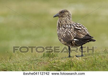 Stock Image - Great skua (Stercorarius skua), sitting, Runde island, Norway, Europe. Fotosearch