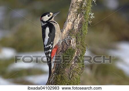 Great Spotted Woodpecker (Dendrocopos major) on dead wood in the winter, Neunkirchen, Country, North Rhine-Westphalia, Germany, Europe View Large Photo Image Stock Image - Great Spotted Woodpecker (Dendrocopos major) on dead wood in the winter, Neunkirchen, Country, North Rhine-Westphalia, Germany, Europe. Fotosearch