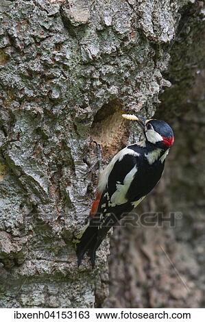 Great Spotted Woodpecker (Dendrocopos major), Emsland, Lower Saxony, Germany, Europe View Large Photo Image Stock Image - Great Spotted Woodpecker (Dendrocopos major), Emsland, Lower Saxony, Germany, Europe. Fotosearch