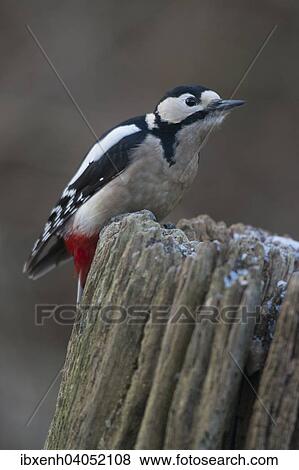 Great Spotted Woodpecker (Dendrocopos major), Emsland, Lower Saxony, Germany, Europe View Large Photo Image Stock Photo - Great Spotted Woodpecker (Dendrocopos major), Emsland, Lower Saxony, Germany, Europe. Fotosearch