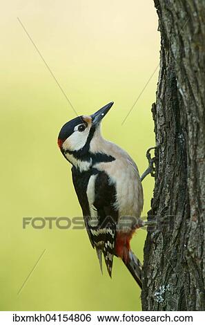 Great spotted woodpecker (Dendrocopos major) male on tree trunk, Hesse, Germany, Europe View Large Photo Image Stock Photograph - Great spotted woodpecker (Dendrocopos major) male on tree trunk, Hesse, Germany, Europe. Fotosearch