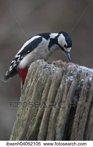 Great Spotted Woodpecker (Dendrocopos major), Emsland, Lower Saxony, Germany, Europe View Large Photo Image Stock Photography - Great Spotted Woodpecker (Dendrocopos major), Emsland, Lower Saxony, Germany, Europe. Fotosearch