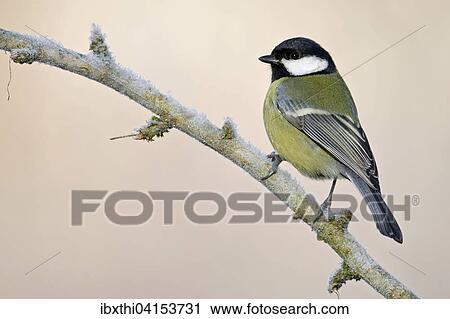 Great tit (Parus major) on branch with hoarfrost, Middle Elbe, Saxony-Anhalt View Large Photo Image Stock Image - Great tit (Parus major) on branch with hoarfrost, Middle Elbe, Saxony-Anhalt. Fotosearch