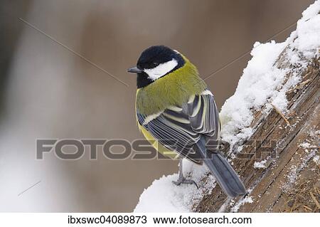 Great Tit (Parus major) on old tree trunk with snow, Thuringian Forest, Thuringia, Germany, Europe View Large Photo Image Stock Image - Great Tit (Parus major) on old tree trunk with snow, Thuringian Forest, Thuringia, Germany, Europe. Fotosearch