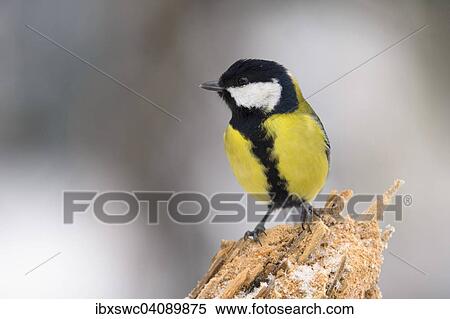 Great Tit (Parus major) on old tree trunk, winter, Thuringian Forest, Thuringia, Germany, Europe View Large Photo Image Stock Photography - Great Tit (Parus major) on old tree trunk, winter, Thuringian Forest, Thuringia, Germany, Europe. Fotosearch