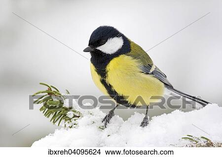 Great Tit (Parus major), Tyrol, Austria, Europe View Large Photo Image Picture - Great Tit (Parus major), Tyrol, Austria, Europe. Fotosearch