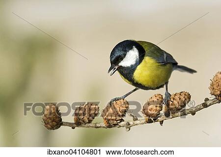 Great Tit (Parus major), Tyrol, Austria, Europe View Large Photo Image Stock Image - Great Tit (Parus major), Tyrol, Austria, Europe. Fotosearch