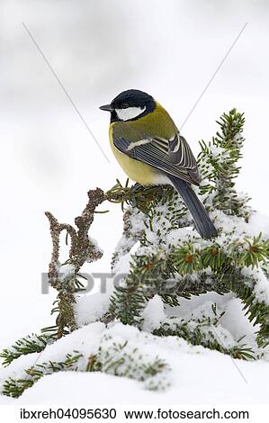 Great Tit (Parus major), Tyrol, Austria, Europe View Large Photo Image Stock Image - Great Tit (Parus major), Tyrol, Austria, Europe. Fotosearch