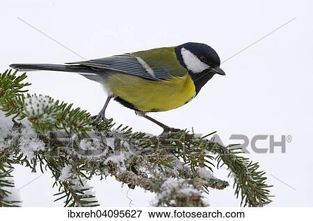 Stock Photo - Great Tit (Parus major), Tyrol, Austria, Europe. Fotosearch