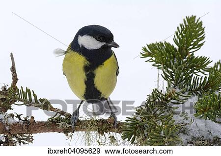 Great Tit (Parus major), Tyrol, Austria, Europe View Large Photo Image Stock Photo - Great Tit (Parus major), Tyrol, Austria, Europe. Fotosearch