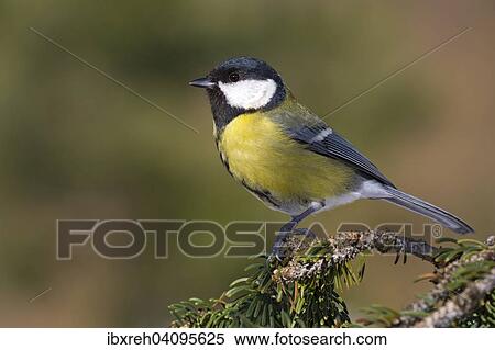 Great Tit (Parus major), Tyrol, Austria, Europe View Large Photo Image Stock Photography - Great Tit (Parus major), Tyrol, Austria, Europe. Fotosearch