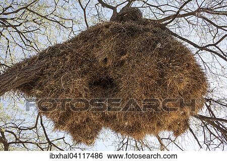 Great weaver bird nest in a tree, Namibia, Africa View Large Photo Image Stock Photograph - Great weaver bird nest in a tree, Namibia, Africa. Fotosearch