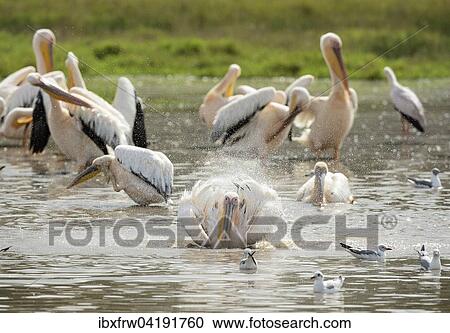 Stock Image - Great White Pelicans (Pelecanus onocrotalus), bathing, Lake Nakuru National Park, Kenya, Africa. Fotosearch