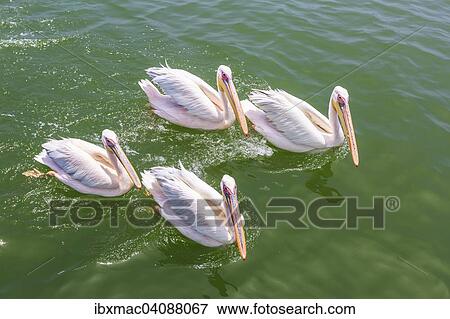 Great White Pelicans (Pelecanus onocrotalus), Lagoon, Walvis Bay, Namibia, Africa View Large Photo Image Stock Photo - Great White Pelicans (Pelecanus onocrotalus), Lagoon, Walvis Bay, Namibia, Africa. Fotosearch