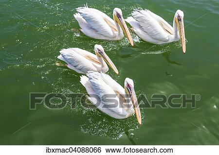 Stock Photograph - Great White Pelicans (Pelecanus onocrotalus), Lagoon, Walvis Bay, Namibia, Africa. Fotosearch