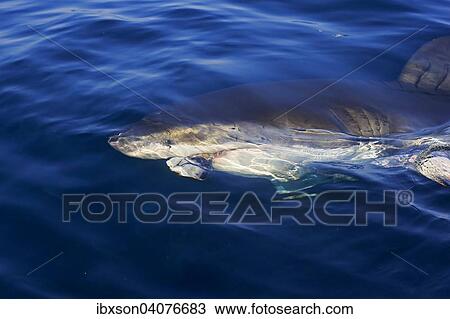 Great White Shark (Carcharodon carcharias), at the water surface, Simon's Town, Western Cape, South Africa, Africa View Large Photo Image Stock Image - Great White Shark (Carcharodon carcharias), at the water surface, Simon's Town, Western Cape, South Africa, Africa. Fotosearch