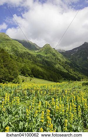 Great Yellow Gentian (Gentiana lutea), Val dera Artiga de Lin, Es Bordes, Catalonia, Spain, Europe View Large Photo Image Stock Image - Great Yellow Gentian (Gentiana lutea), Val dera Artiga de Lin, Es Bordes, Catalonia, Spain, Europe. Fotosearch