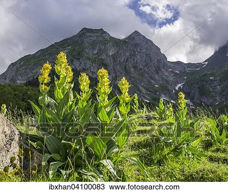 Great Yellow Gentian (Gentiana lutea), Val dera Artiga de Lin, Es Bordes, Catalonia, Spain, Europe View Large Photo Image Stock Image - Great Yellow Gentian (Gentiana lutea), Val dera Artiga de Lin, Es Bordes, Catalonia, Spain, Europe. Fotosearch