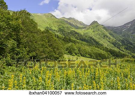 Great Yellow Gentian (Gentiana lutea), Val dera Artiga de Lin, Es Bordes, Catalonia, Spain, Europe View Large Photo Image Stock Photo - Great Yellow Gentian (Gentiana lutea), Val dera Artiga de Lin, Es Bordes, Catalonia, Spain, Europe. Fotosearch